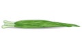 Green onion chives over white Royalty Free Stock Photo