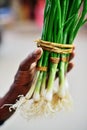 Green onion with chives Royalty Free Stock Photo