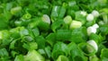 Green onion chopped with ringlets closeup.