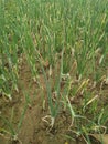 Green onion croping in the field organic food vegetable farming