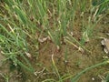 Green onion croping in the field organic food vegetable farming