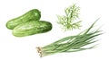 Green onion dill cucumber set watercolor isolated on white background