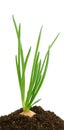 Green onion in earth Royalty Free Stock Photo