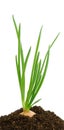 Green onion in earth