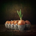 Green onion in egg tray on abstract grunge background. Chicken eggs and green onions. Selective soft focus