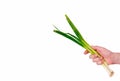 Green onion in farmers hand Royalty Free Stock Photo