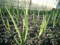 Green onion feathers in the garden. Growing Allium. Spring Green. Horizontal photo