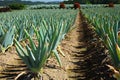 Green onion field Royalty Free Stock Photo