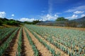 Green onion field Royalty Free Stock Photo