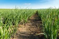 Green onion field, agricultural landscape. Royalty Free Stock Photo