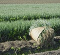 Green onion field in harvesting farmland Royalty Free Stock Photo