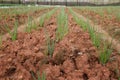 Green onion field, rows of onion at farm Royalty Free Stock Photo