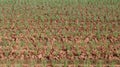 Green onion field, rows of onion at farm Royalty Free Stock Photo