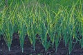 Green onion field Royalty Free Stock Photo