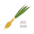 Green onion flash card. Hand drawn spring onion with text description for education, vocabulary, recipes, healthy eco food