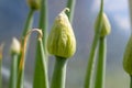 Green onion flower buds in close up Royalty Free Stock Photo