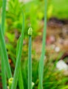 Green onion flower Royalty Free Stock Photo