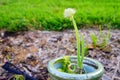 Green onion flower Royalty Free Stock Photo