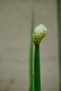 Green onion flower Royalty Free Stock Photo