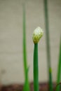 Green onion flower Royalty Free Stock Photo