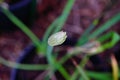 Green onion flower Royalty Free Stock Photo