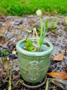 Green onion flower Royalty Free Stock Photo