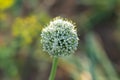 Green onion flower, head with onion seeds Royalty Free Stock Photo