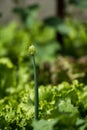 Onion flower with salade on back