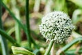 Green onion flower Royalty Free Stock Photo