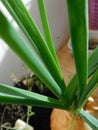 Green onion growing from a bulb close-up