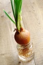 Green onion growing in a glass jar Royalty Free Stock Photo