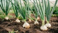 Green onion growing in a greenhouse. Organic agriculture. Natural and healthy food