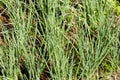 Green onion grows in the garden, Luang Prabang, Laos. Close-up. Royalty Free Stock Photo