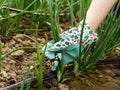 Green onion Harvest