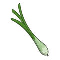 Green onion icon, cartoon style