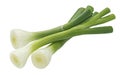 Green onion isolated on white background with clipping path Royalty Free Stock Photo