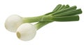 Green onion isolated on white background with clipping path Royalty Free Stock Photo