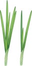 Green onion leaves