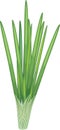 Green onion leaves