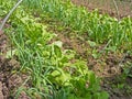 Green onion leaves growing on garden beds, mixture vegetable garden bed Royalty Free Stock Photo