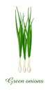 Green Onion plant, food green grasses herbs and plants collection