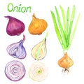 Green onion plant, onion varieties yellow and red