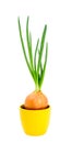 Green onion in pot