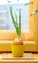 Green onion in pot