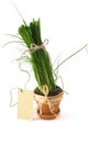 Green onion in pot with card Royalty Free Stock Photo