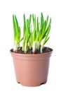 Green onion in a pot Royalty Free Stock Photo