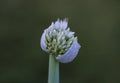 Green onion seed head, bolted garden plant Royalty Free Stock Photo