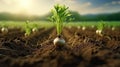 Green onion seedling growing in soil, agriculture concept