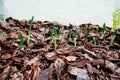 Green onion shoot Royalty Free Stock Photo