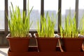 Green onion shoots in pots on the balcony on the city background Royalty Free Stock Photo